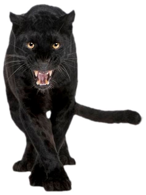 black phanter photo|black panther animal transparent.